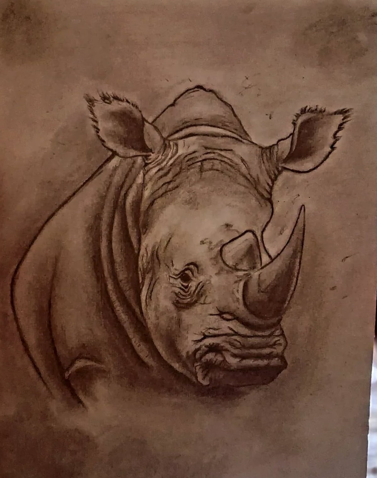 Rhino Study